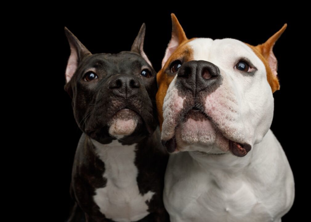Ranking the 63 smartest dog breeds